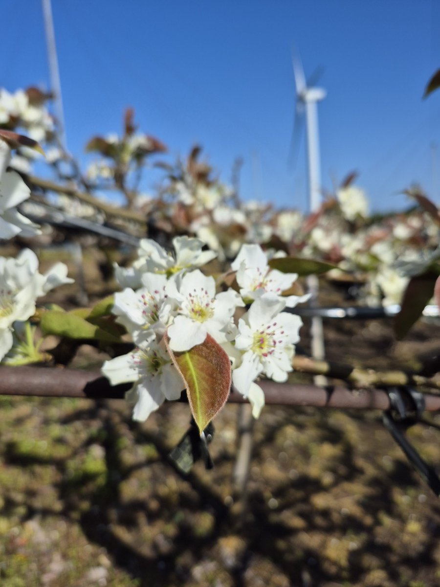 リコエル tweet media