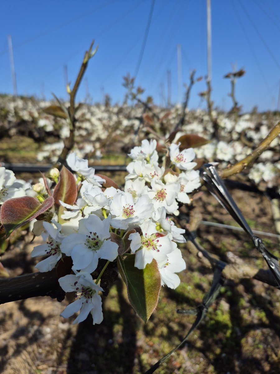 リコエル tweet media