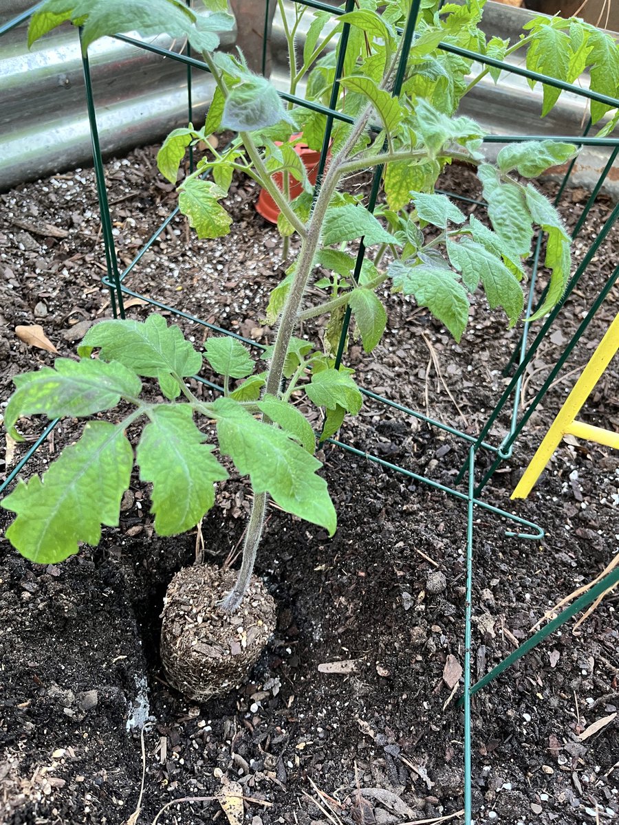 Garden all planted….all grown from seed by me this year!! Not a store bought plant out there.