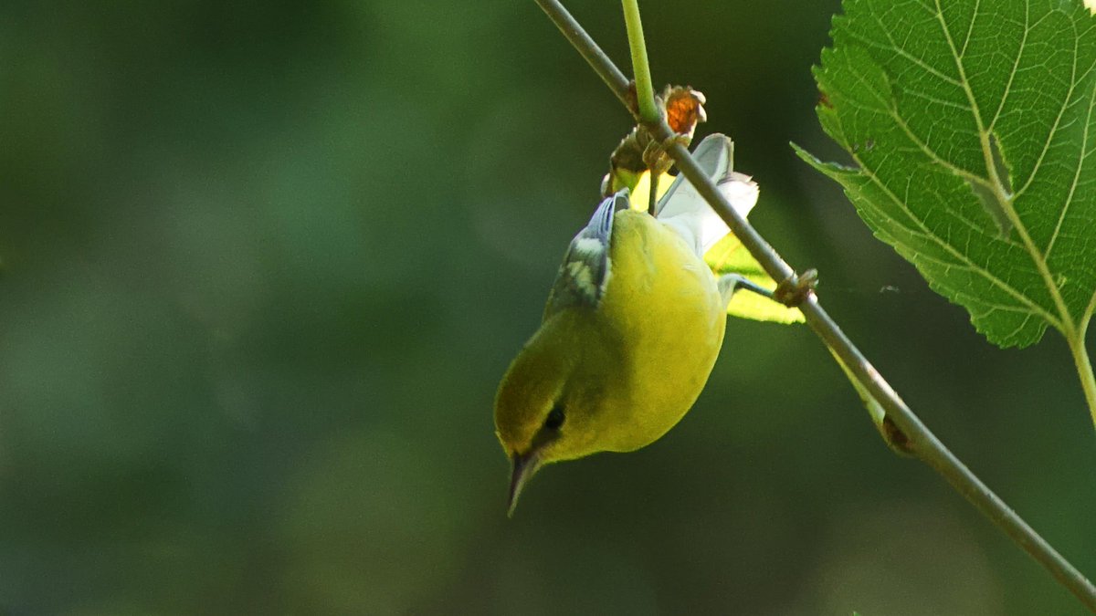 Smithsonian Migratory Bird Center tweet media