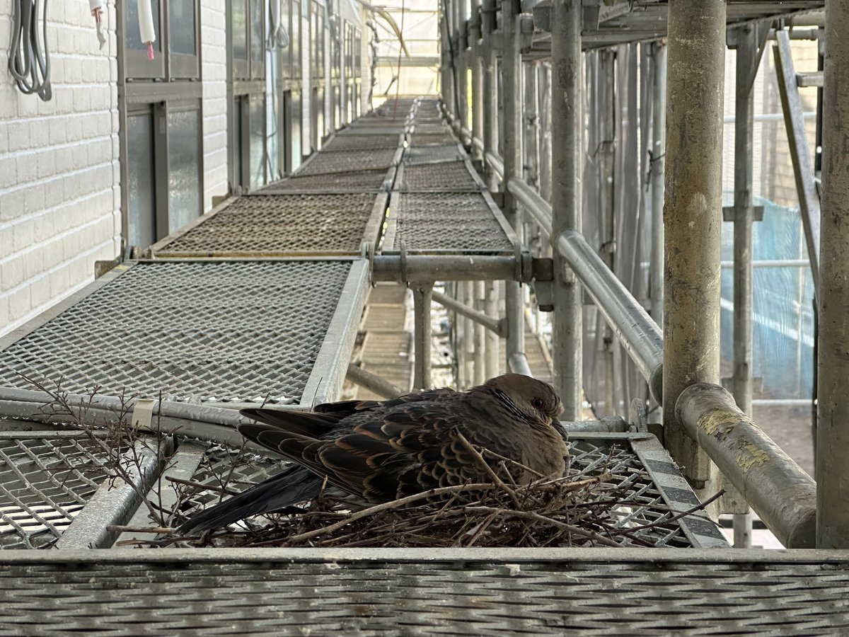 江戸紫 tweet media