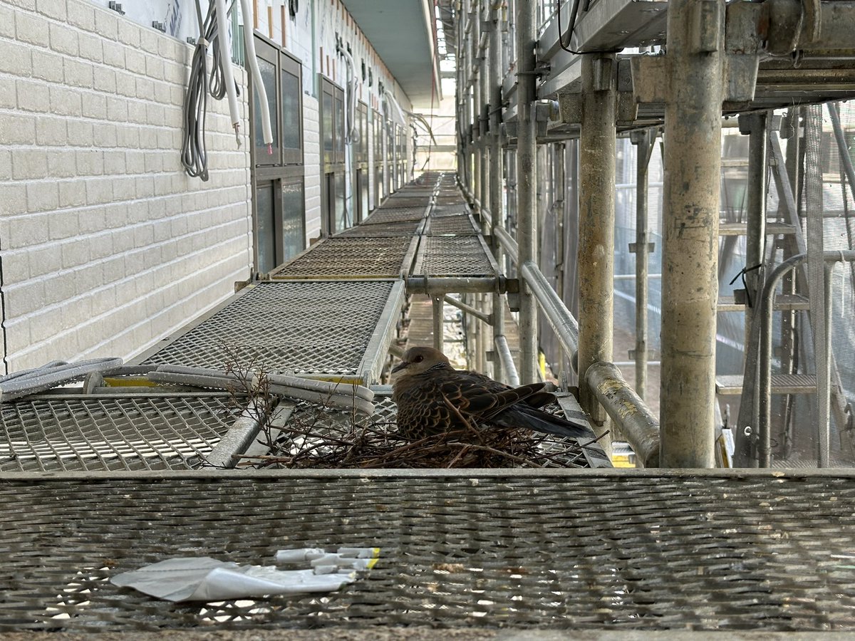 江戸紫 tweet media