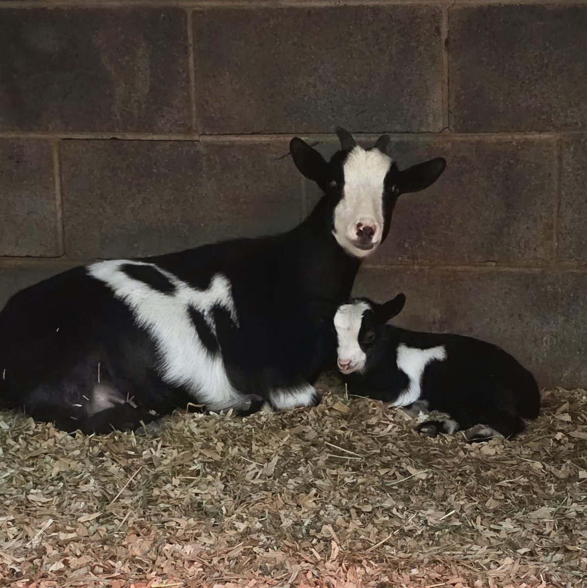 Night night, Maybelle and Esther 🌙