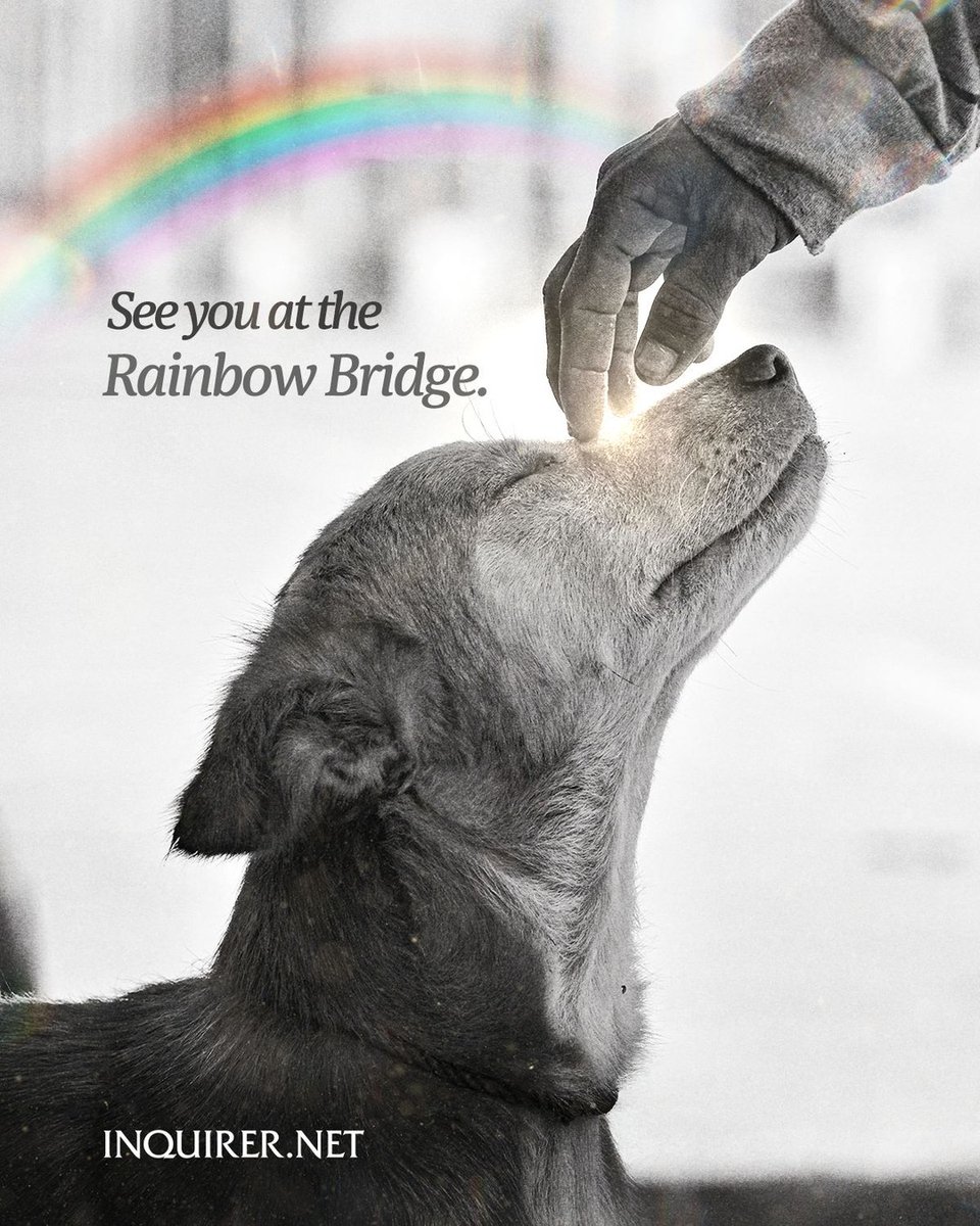 Not a day goes by that we don’t think of you. 🌈🐾

Today, we send all our love to our fur babies who now run free beyond the rainbow bridge. We’ll forever hold onto the love you left behind.