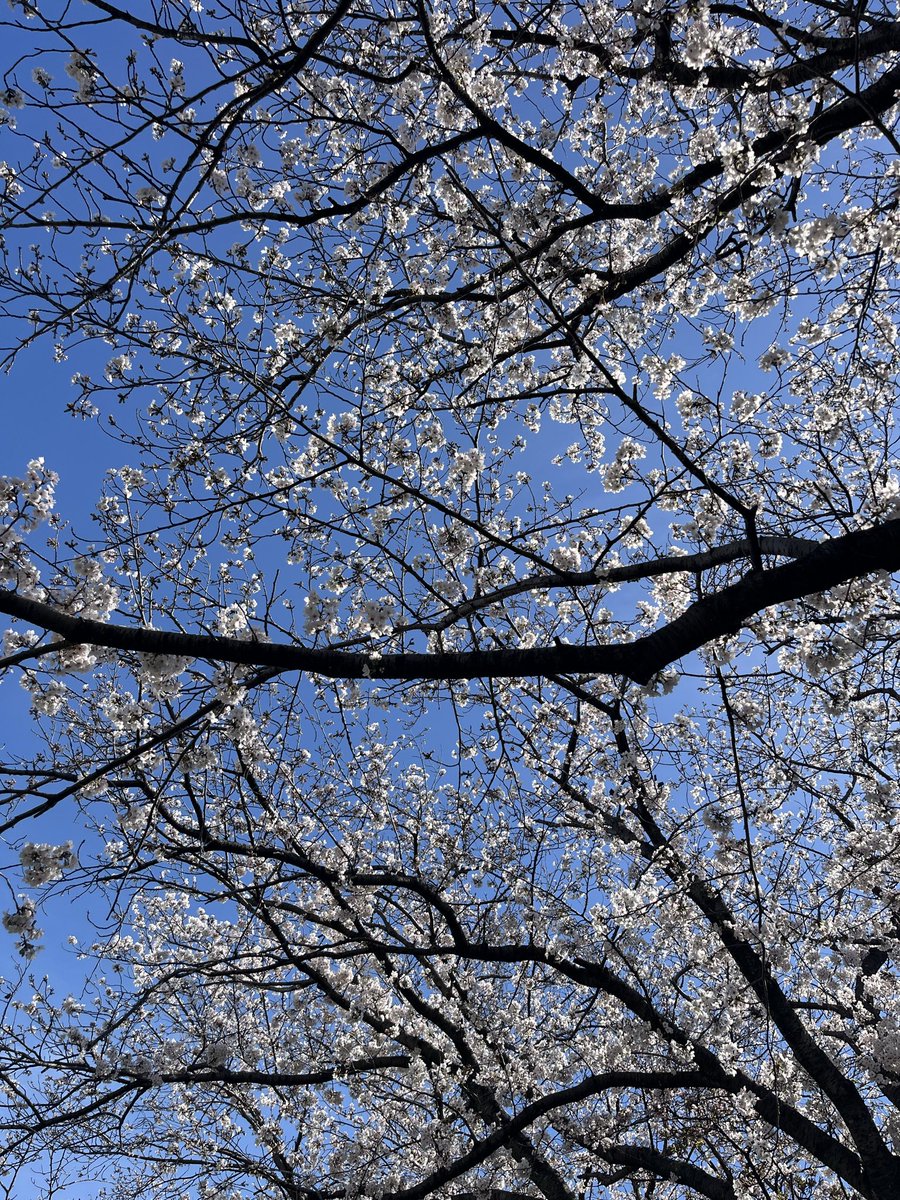 もっさん(吉田梨菜♡矢内あやね♡ちぇりちゃん🍒AAA推し） tweet media