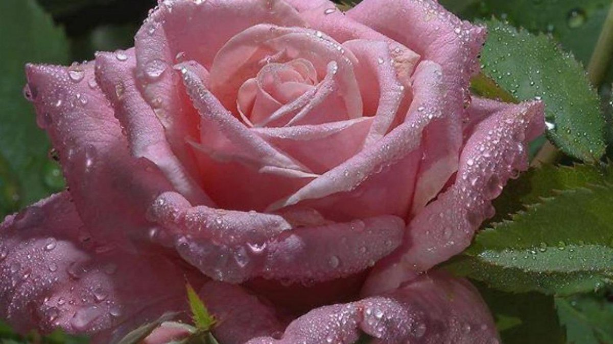 ⋆.·★ ℱₗₒᵣₐ ★·.⋆ tweet media