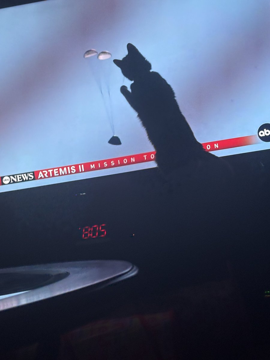 gecko 𓆌 fan account tweet media