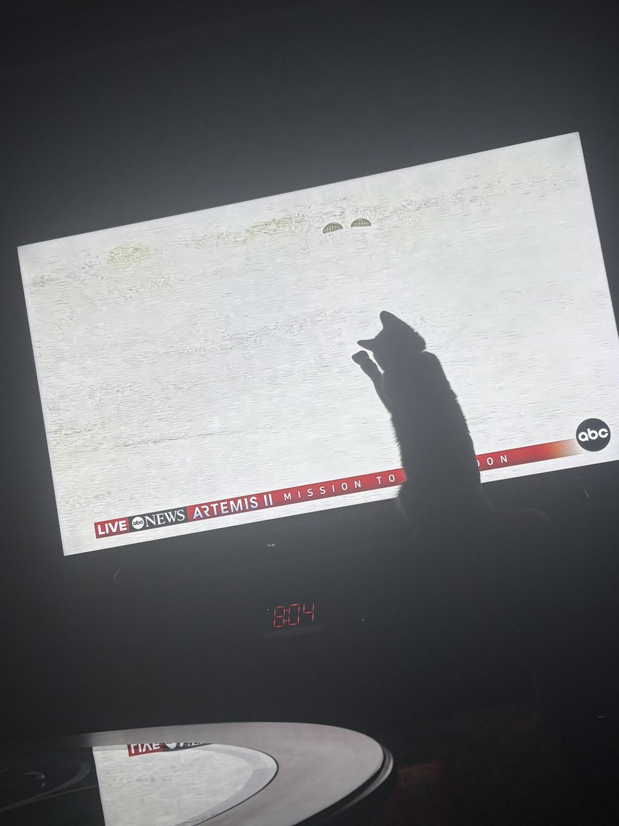 gecko 𓆌 fan account tweet media