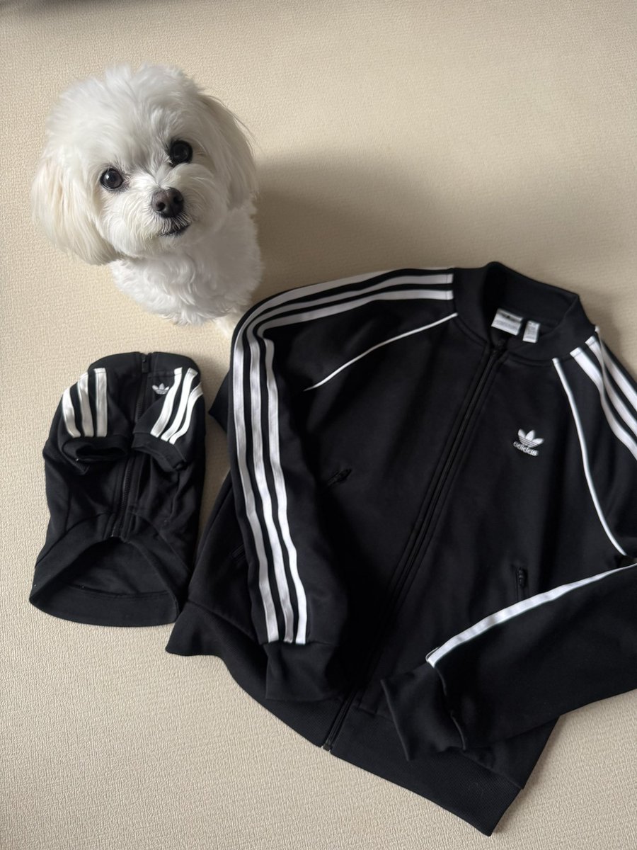 🐾マルチーズのほっけ tweet media