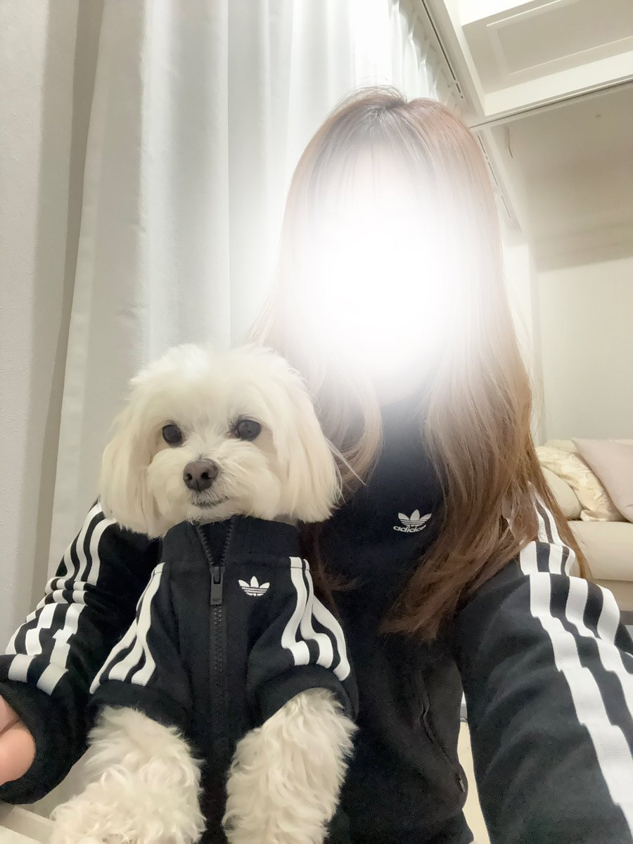 🐾マルチーズのほっけ tweet media