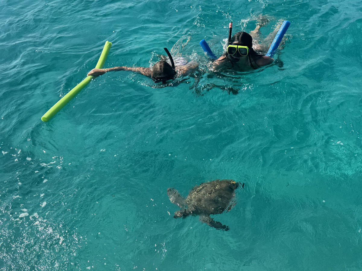 SetonTucker's tweet image. Sea turtles and swimsuits. #SpringBreak