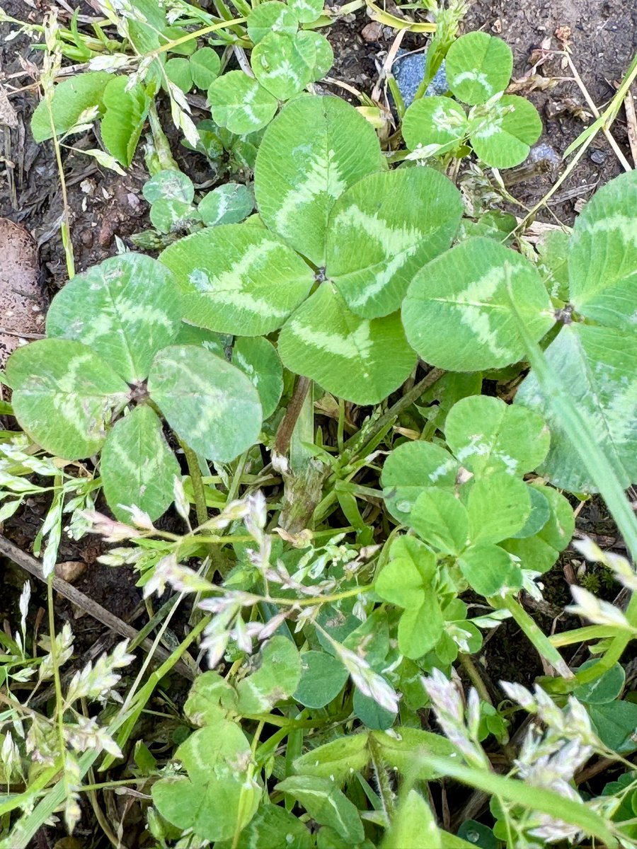 norisuke0308's tweet image. 晴れ☀️

四つ葉のクローバー🍀

#Bespoke 
#Sakura Melody