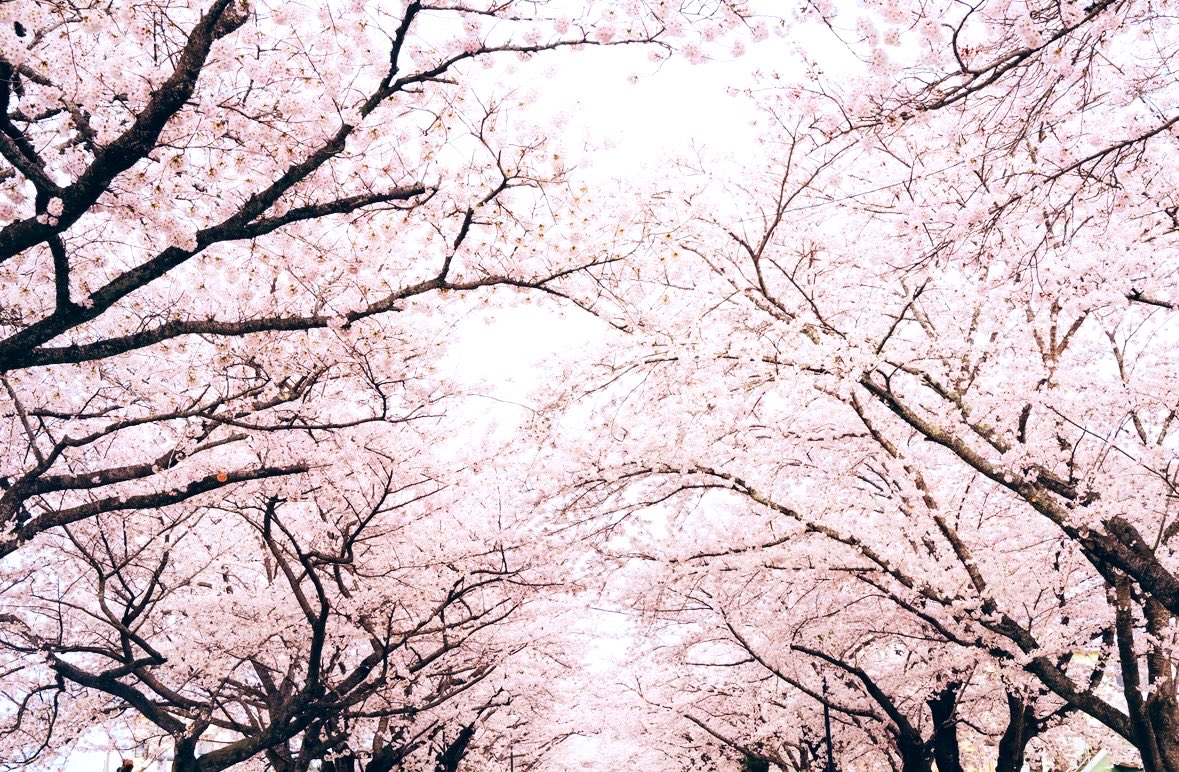 石井麻木 tweet media