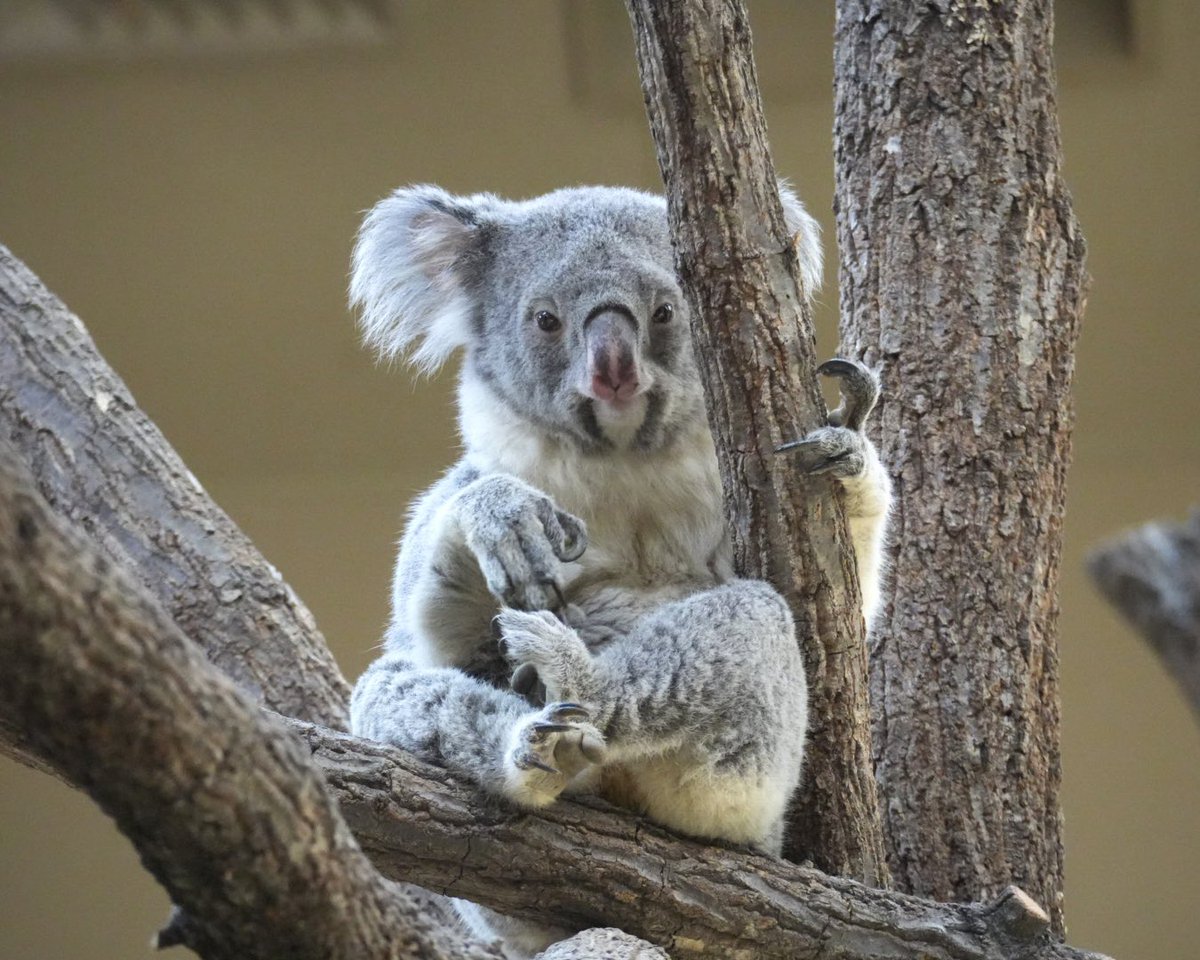 マッチカ🐨💚 tweet media