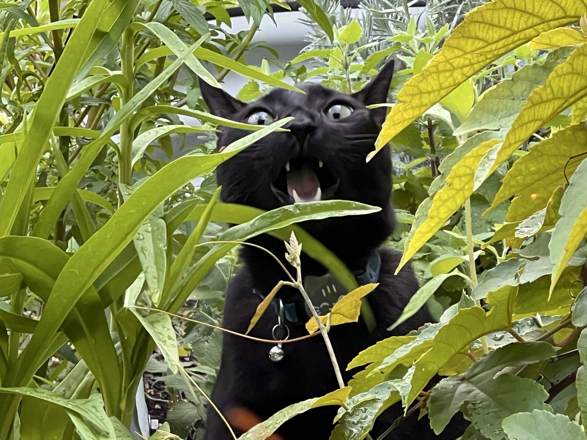 Aggro Sky tweet media