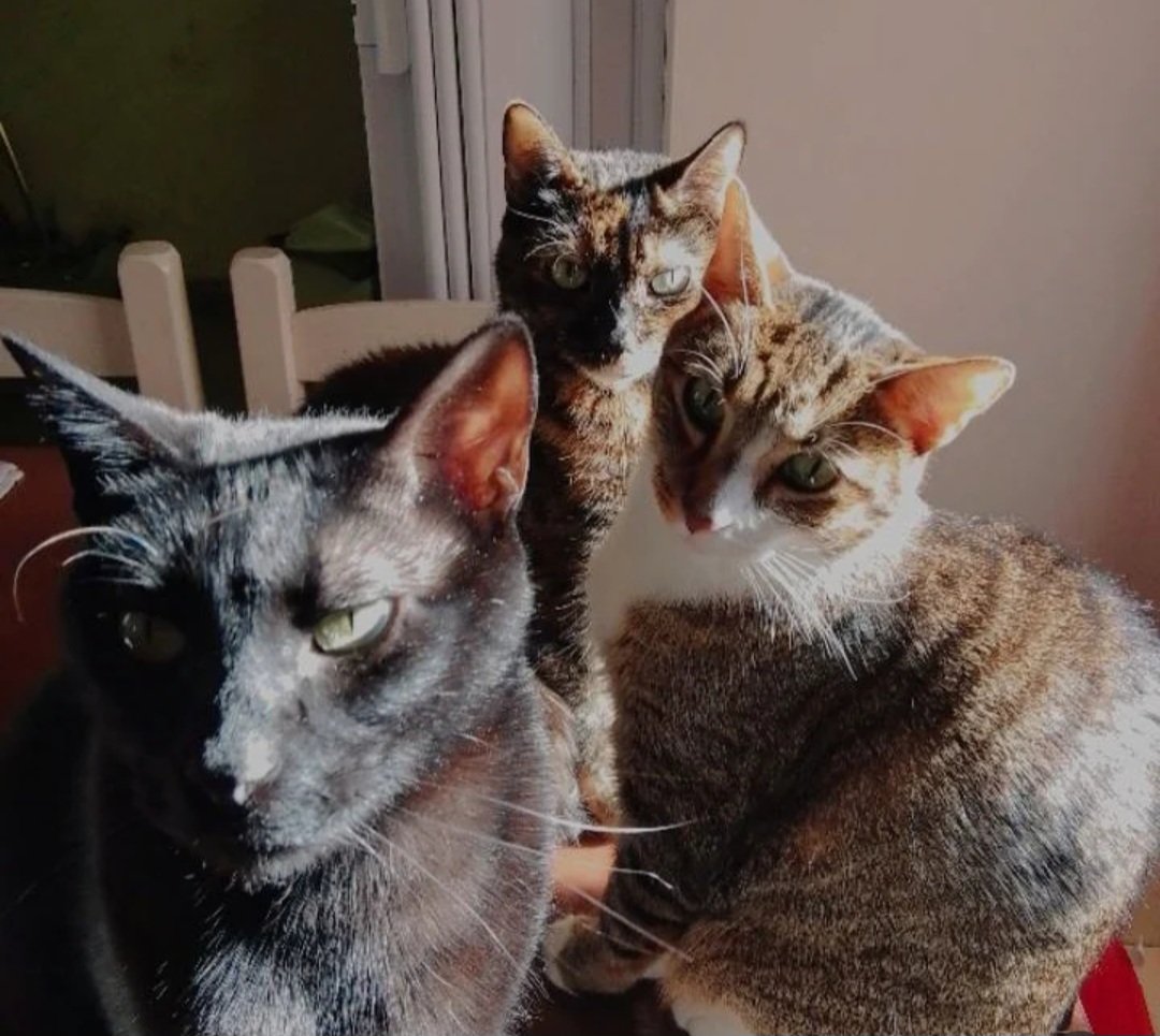 María Victoria tweet media