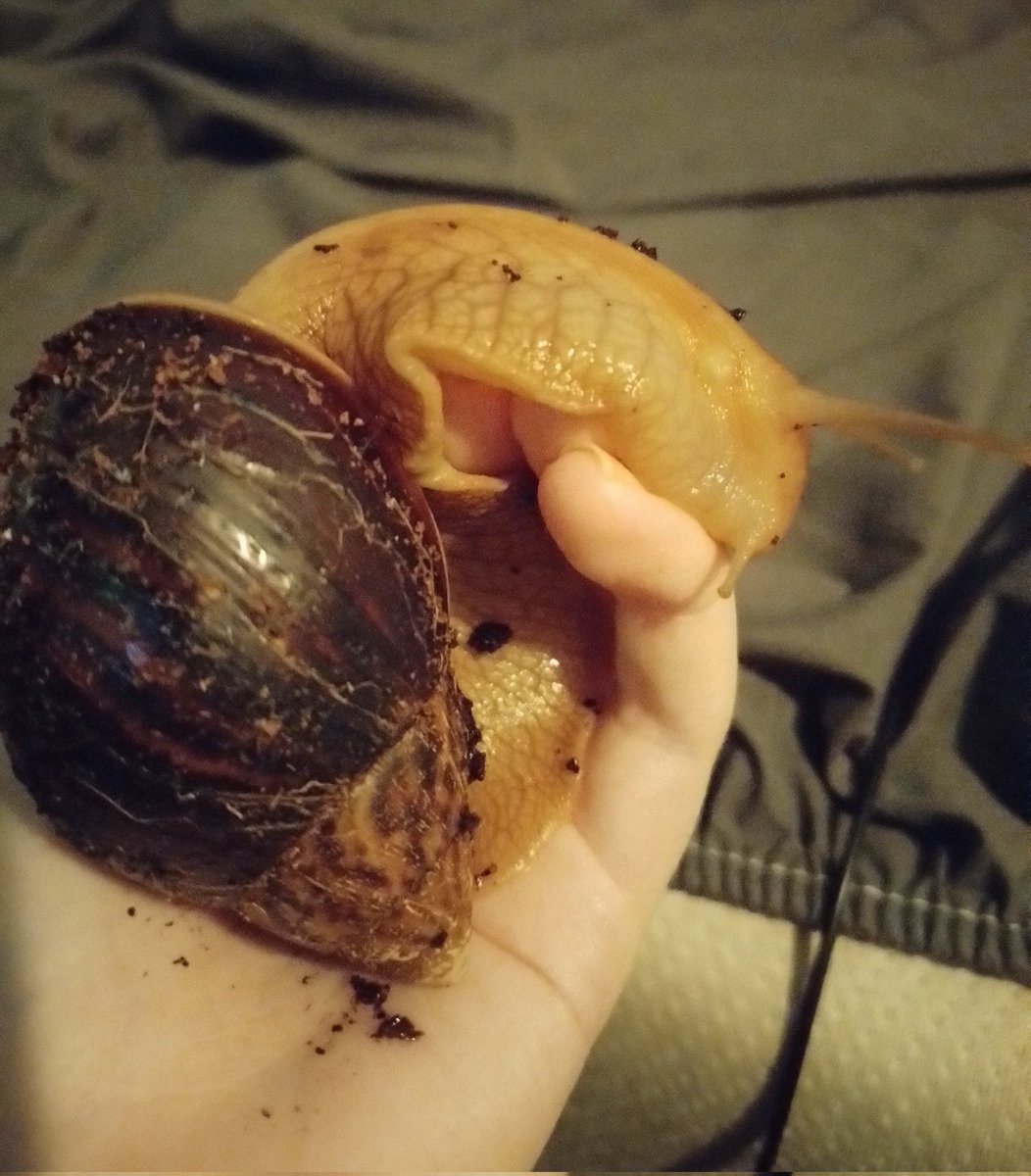 Damdalion tweet media