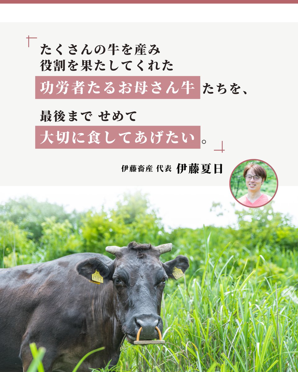 natsuhibeef's tweet photo. 夏日牛は他のお肉と何が違うの…？
と思われた方へ✉️

一般的に出回っているお肉は
お肉にするために育てられた
2-3歳程度の若い牛さん。

一方で、夏日牛として育てているのは
複数の出産をし
歳を重ねている「お母さん牛」です。

なぜお母さん牛なのか
そこに、育ての親 伊藤夏日の想いがあります。 https://t.co/6VbMibphZD