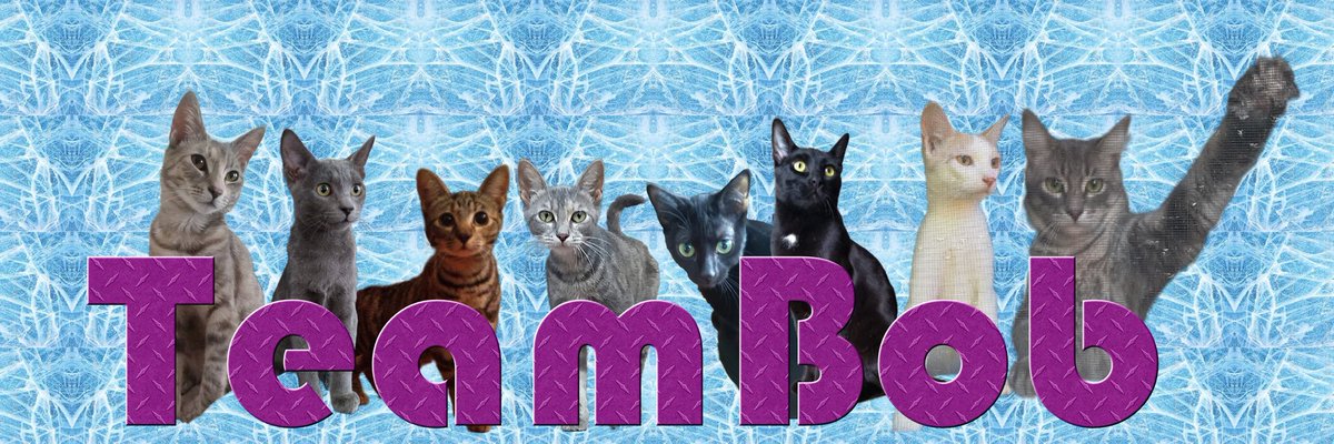 TeamBob tweet media