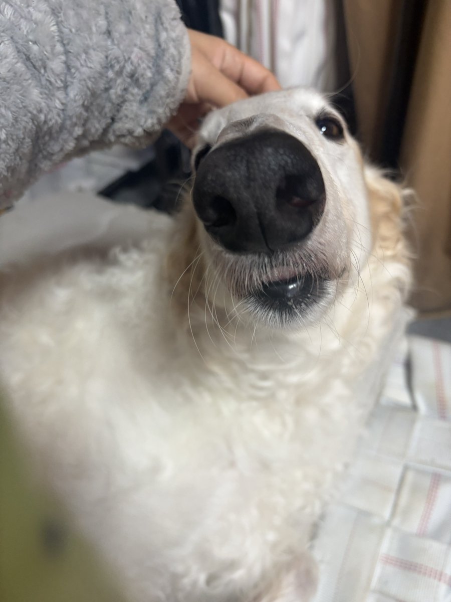 がんぼるぞい®︎ 💪🐶✨borzoi ボルゾイ tweet media