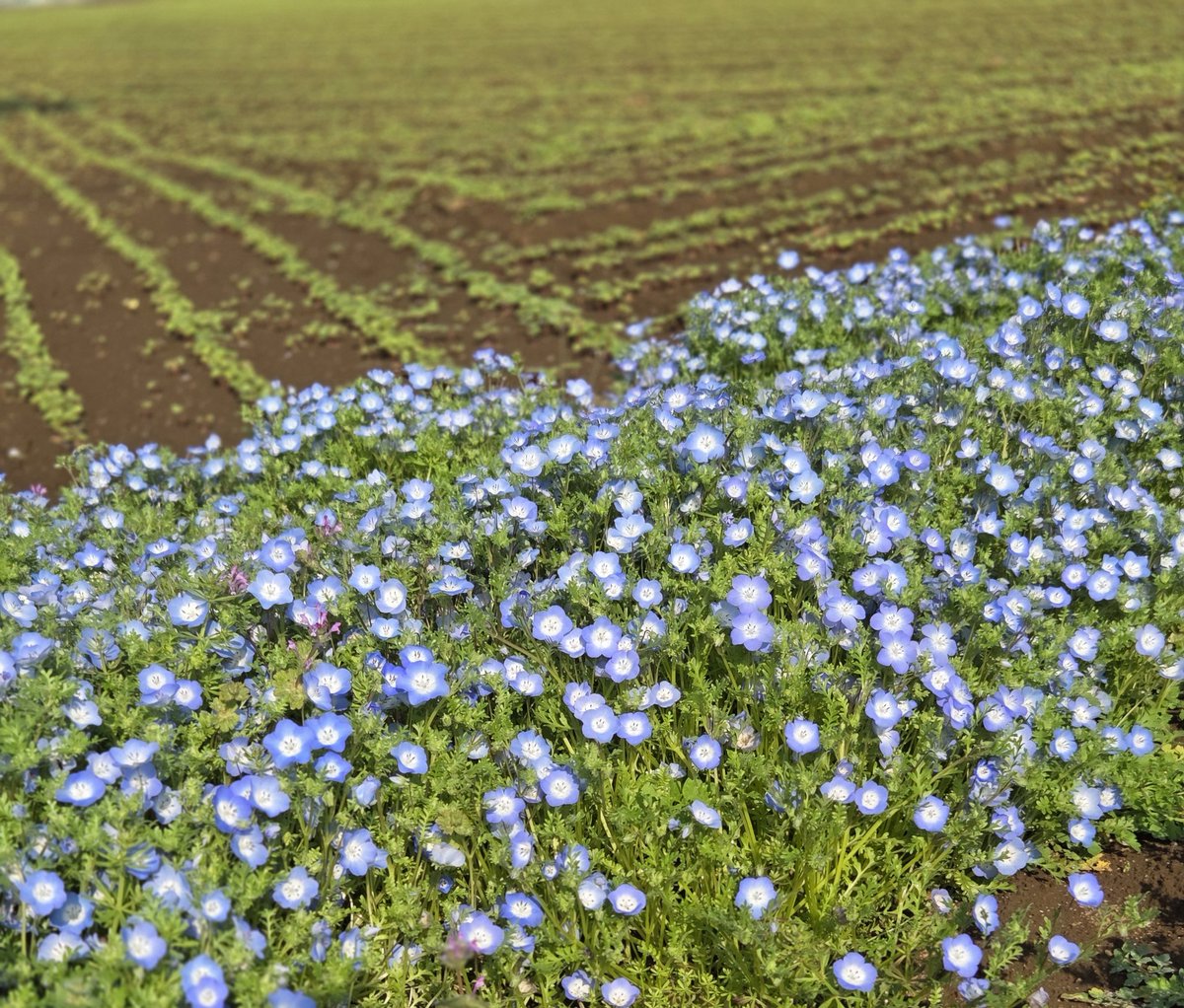 mihimihi_2007's tweet photo. æã©ã³9.21kmðââïž
ãã¯ããããããŸãâº
åè¢+è
ã«ããŒã®å£ç¯ã«ãªããŸãã
ããã§ã倧éã®æ±ðŠ
ã©ã³åŸã®ã颚åïŒã·ã£ã¯ãŒã§ã¹ãããªâº
ã»ä»å¹Žã®åæ®ãæ¡ðž
ã»èã®è±ããããã
ã»ãã¢ãã£ã©ãšè麊ã®èœð±
#ã©ã³ãã³ã°
#HUAWEI
#OpenRunPro2
(J-WAVEPOP OF THE WORLDã©ãžãèŽããªãã©ã³ðââïž) https://t.co/zzHXj1ojj3