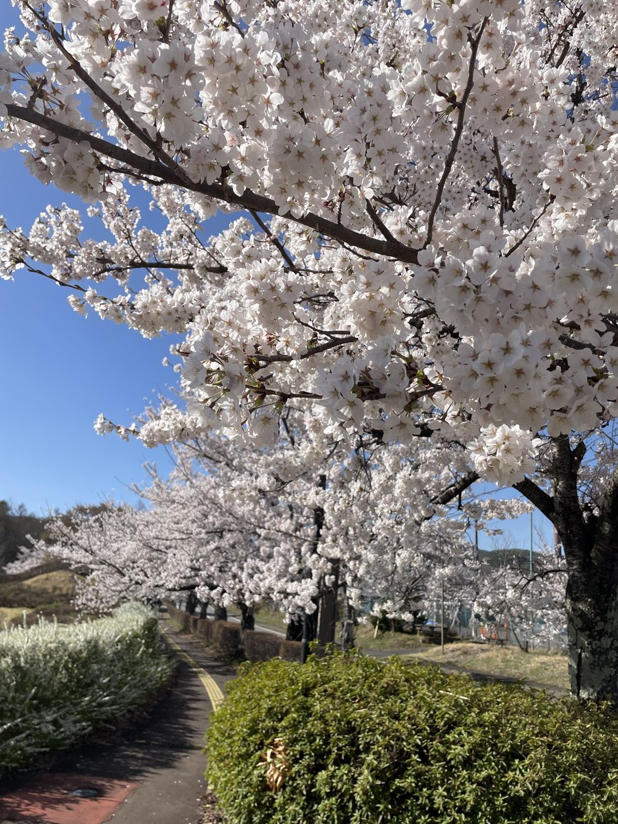 「立科町・権現山　春色さくら便り🌸」

４月11日（土）AM8:30現在、
立科町・権現山周辺は桜が満開です🌸

澄んだ空気の中、淡いピンクが一面に広がり、とても穏やかな景色が広がっています✨
春のひとときを感じに、ぜひ足を運んでみてください🚗