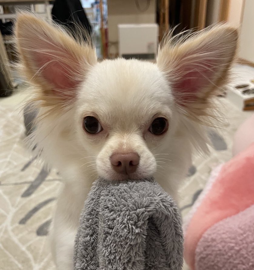 繁盛「チワワ」桃ちゃん🎐 tweet media