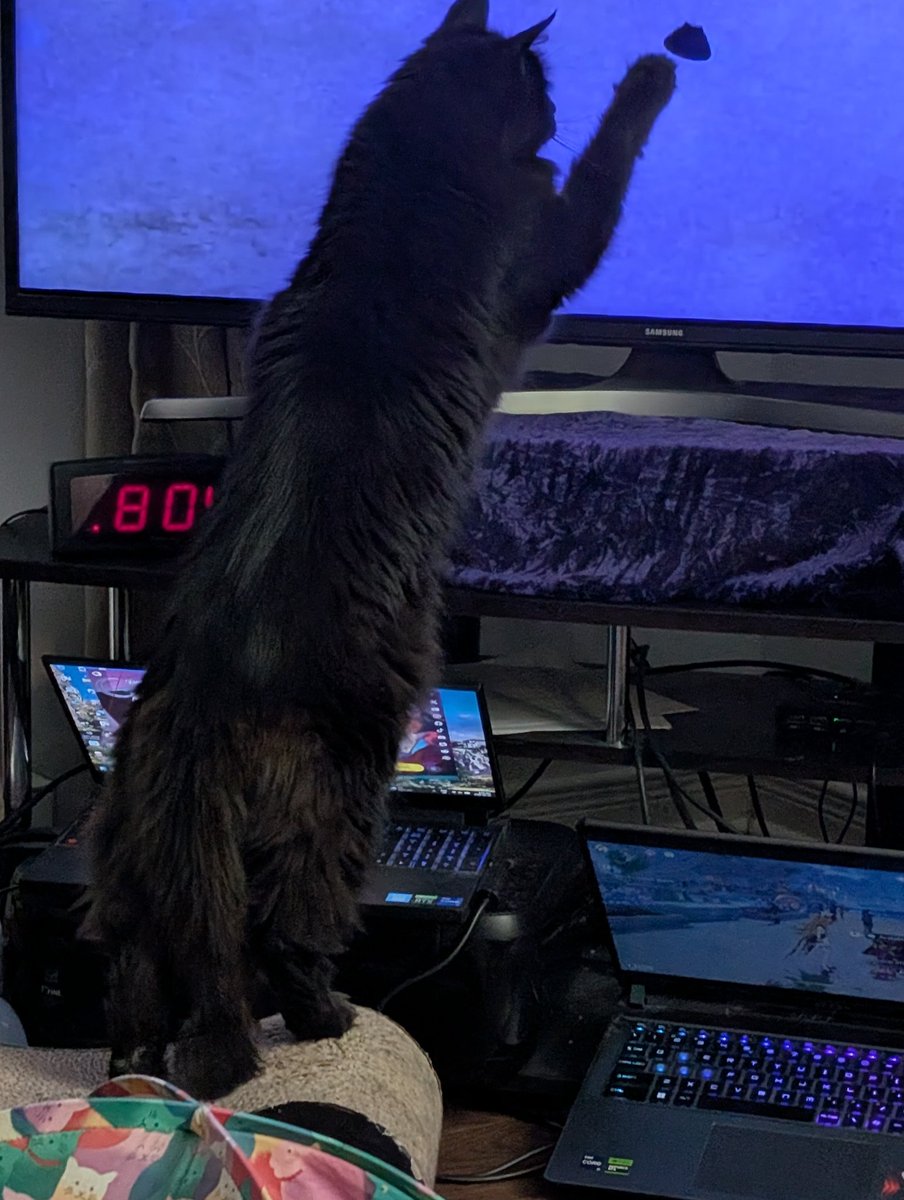 acethecat's tweet photo. Tigger helping @NASAArtemis land 😹 https://t.co/48hCbJOwbn