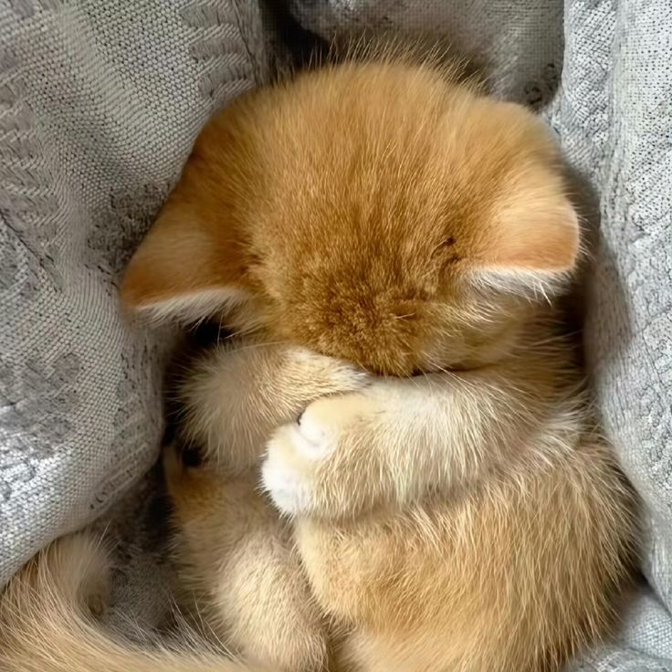 sáfica ! tweet media