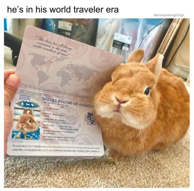 WHY YOU SHOULD HAVE A BUNNIES tweet media