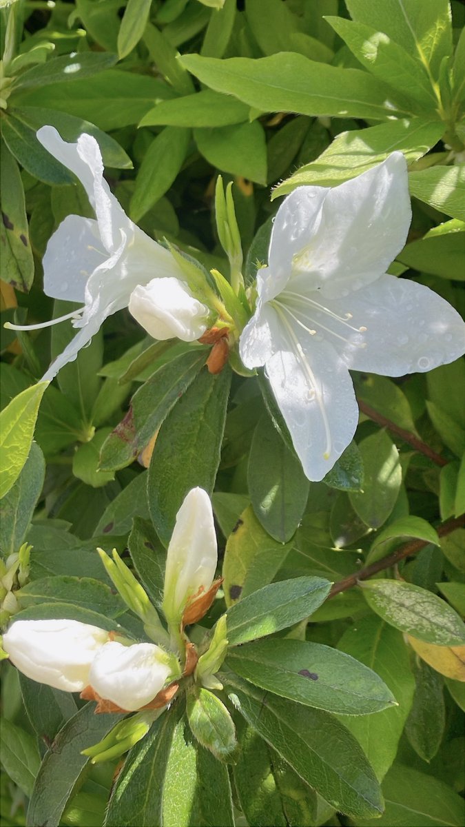 Amil@アスラ　FF14 tweet media