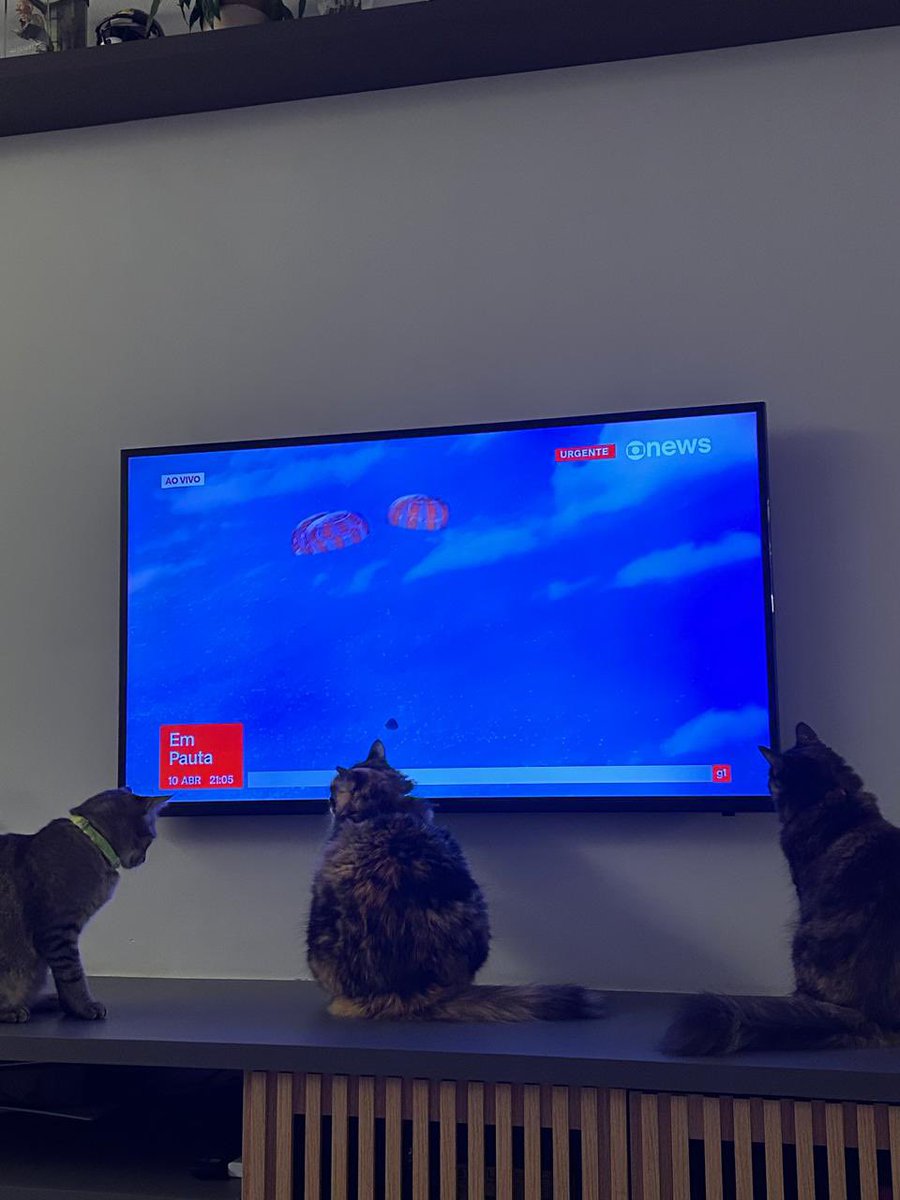 Camille Dias tweet media