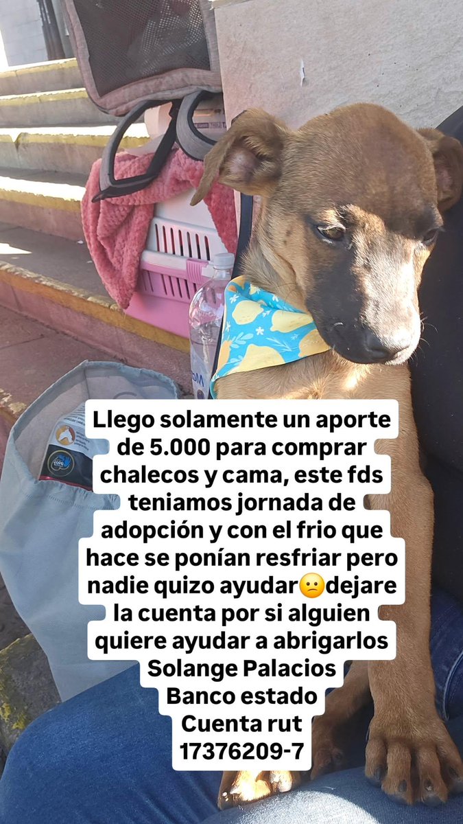 Llego solamente un aporte de 5.000 para comprar chalecos y cama, este fds teniamos jornada de adopción y con el frio que hace se ponían resfriar pero nadie quizo ayudar😕dejare la cuenta por si alguien quiere ayudar a abrigarlos
Solange Palacios
Banco estado
Cuenta rut
17376209-7