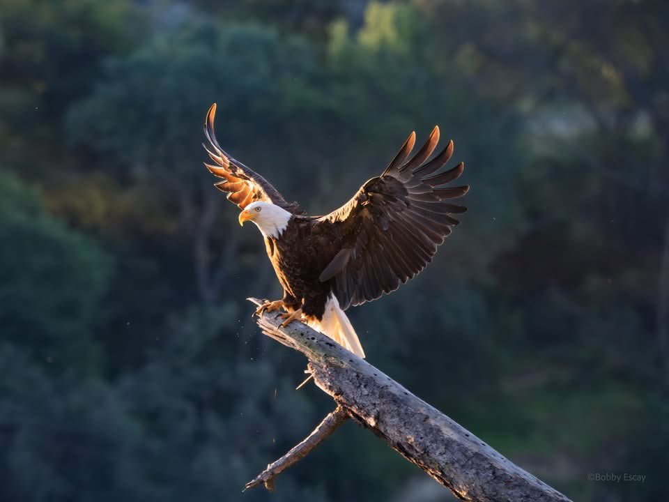 RAIDER NAIL 🇺🇸🦅⚓️ tweet media