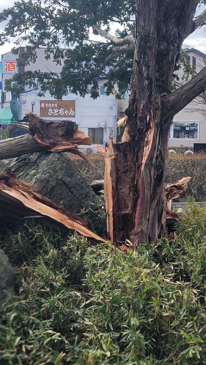 八戸ウミネコ@八戸の未来をつくる人 tweet media