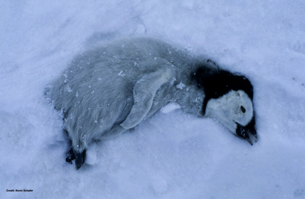 Dr Tom Montgomery tweet media