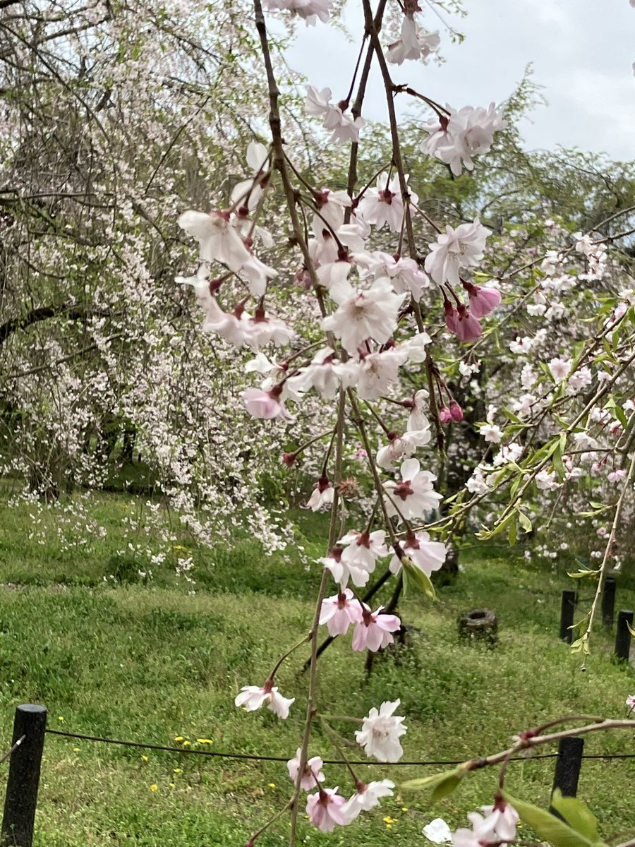 玉野百合子😸 tweet media