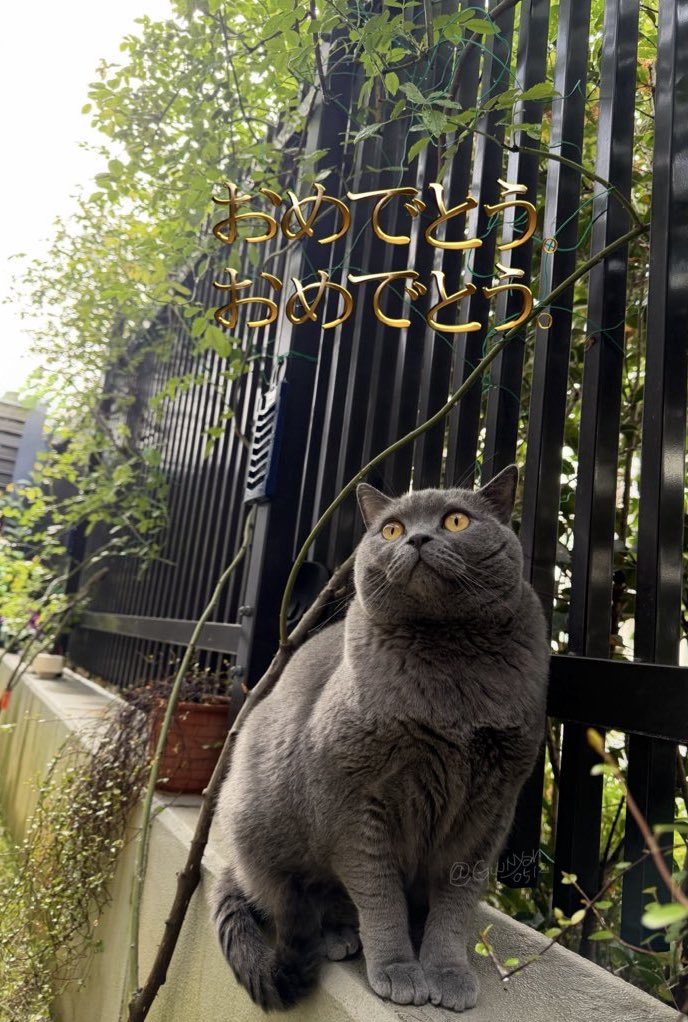 グーニャン tweet media