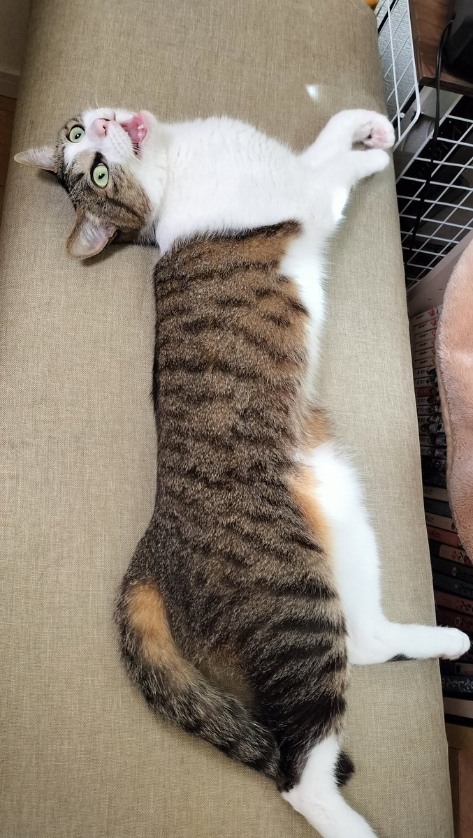 ちくわぶ tweet media