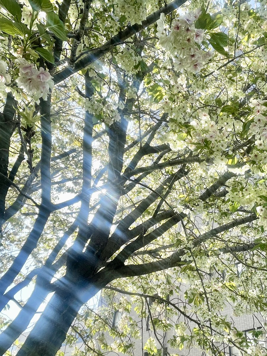 みかん🍊 tweet media