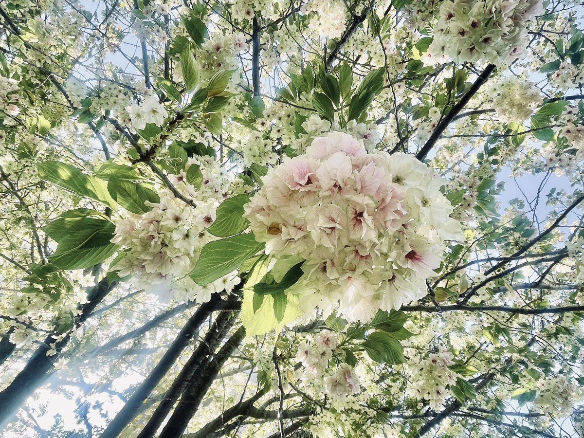 みかん🍊 tweet media