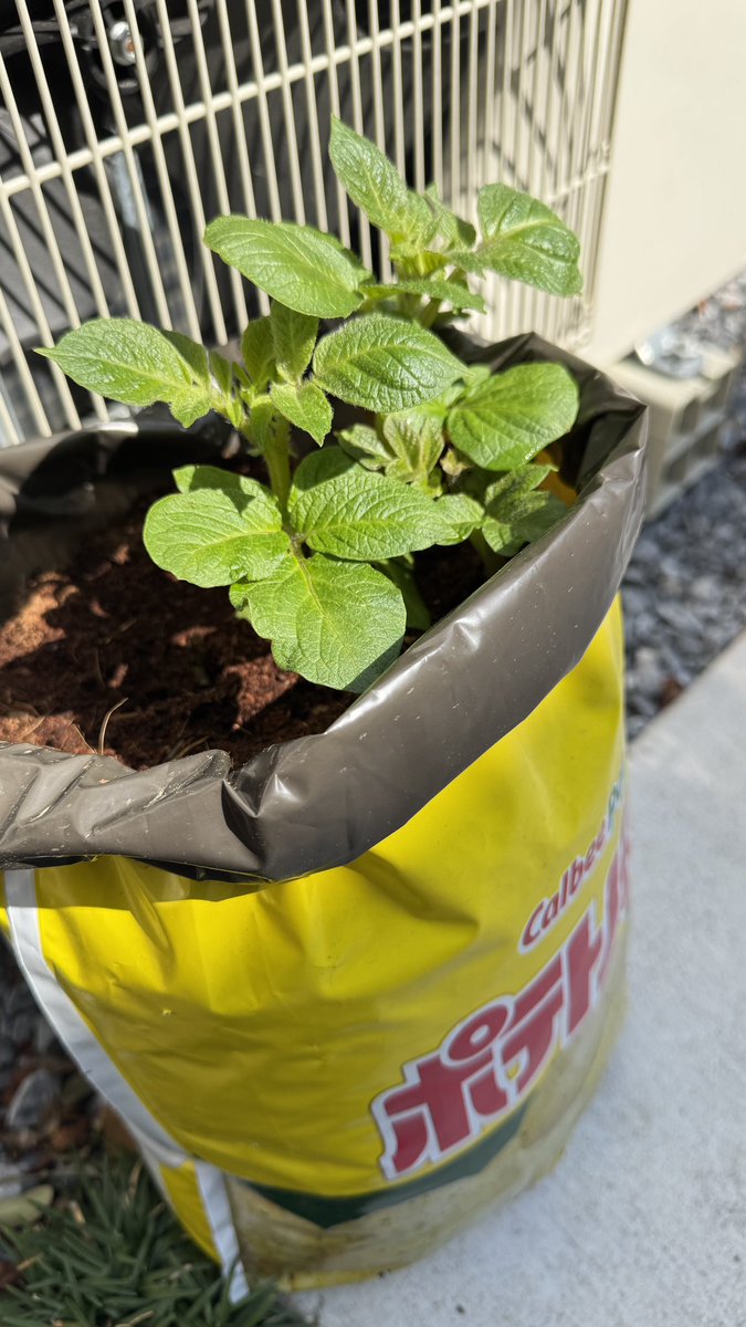 ねぎぽよし tweet media