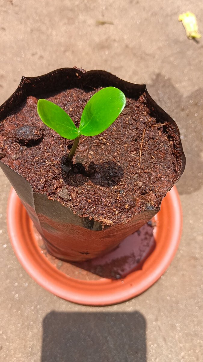 2026 &amp; 2027 கோடைகால பள்ளி விடுமுறை காலத்தில் சிறுவர் சிறுமியர் மாணவ மாணவியர்களுக்கு விதைகள் பை வழங்கி ஜூன் 5 உலக சுற்றுச்சூழல் தினம் அன்று மரக்கன்றுகள் நடும் திட்டம் 17.4.2026 பத்மஶ்ரீ விவேக் நகைசுவை நடிகர் நினைவு தினம் அன்று Treebank சார்பில் வழங்கப்பட உள்ளது தொடர்பு .9382184310