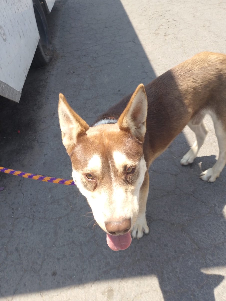VIBRAmascotas's tweet image. Amigos este perrito necesita un hogar urgentemente , no lo pueden tener mucho tiempo 
:( es talla grande , mix de husky 
Amigable con otros perros 
Por favor 🙏🏼 
Alguien?
Wats 5548724347
#cdmx
#adoptaNocompres