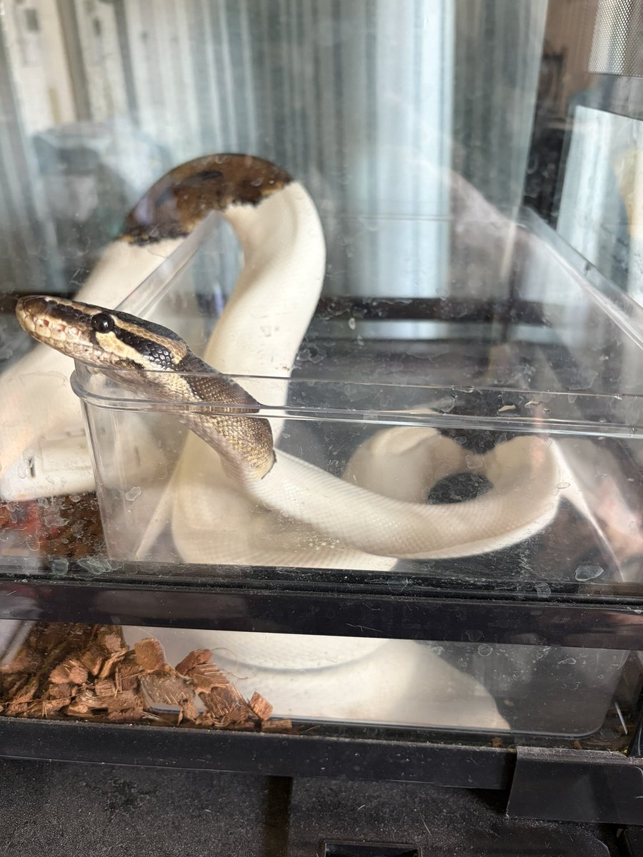 えだちゃん tweet media