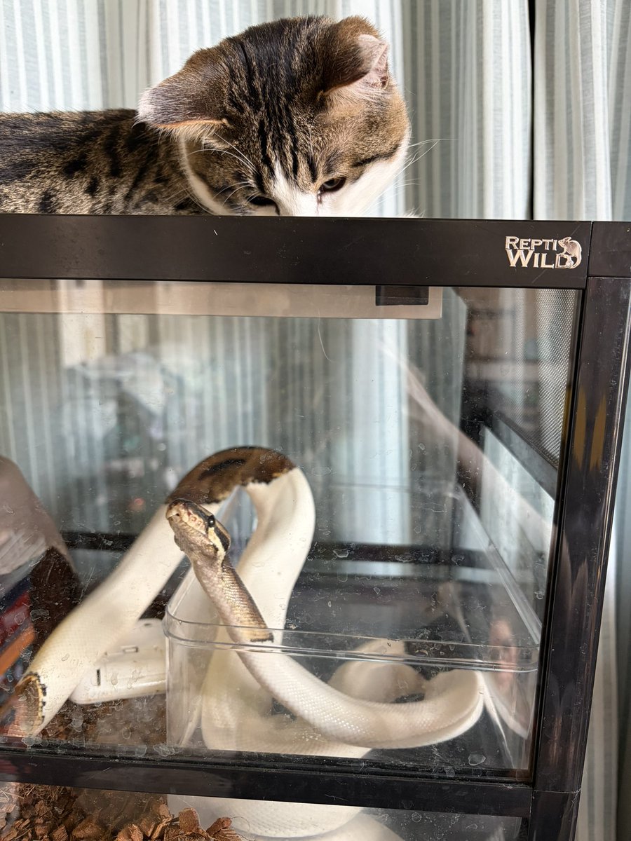 えだちゃん tweet media