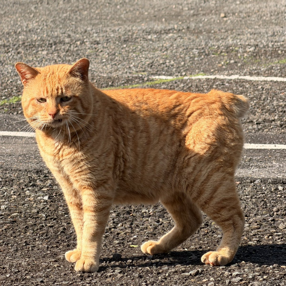 朝のお散歩にウチのわんことお出かけ中、幾千の修羅場をくぐった末に目つきが悪くなっただろう猫さんに出会ったので、写真を一枚撮らせてもらったら、ニヤッとしてくれました🐈