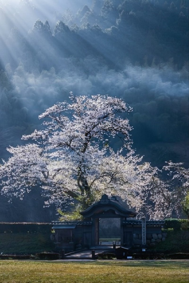 一乗谷朝倉氏遺跡　唐門🌸