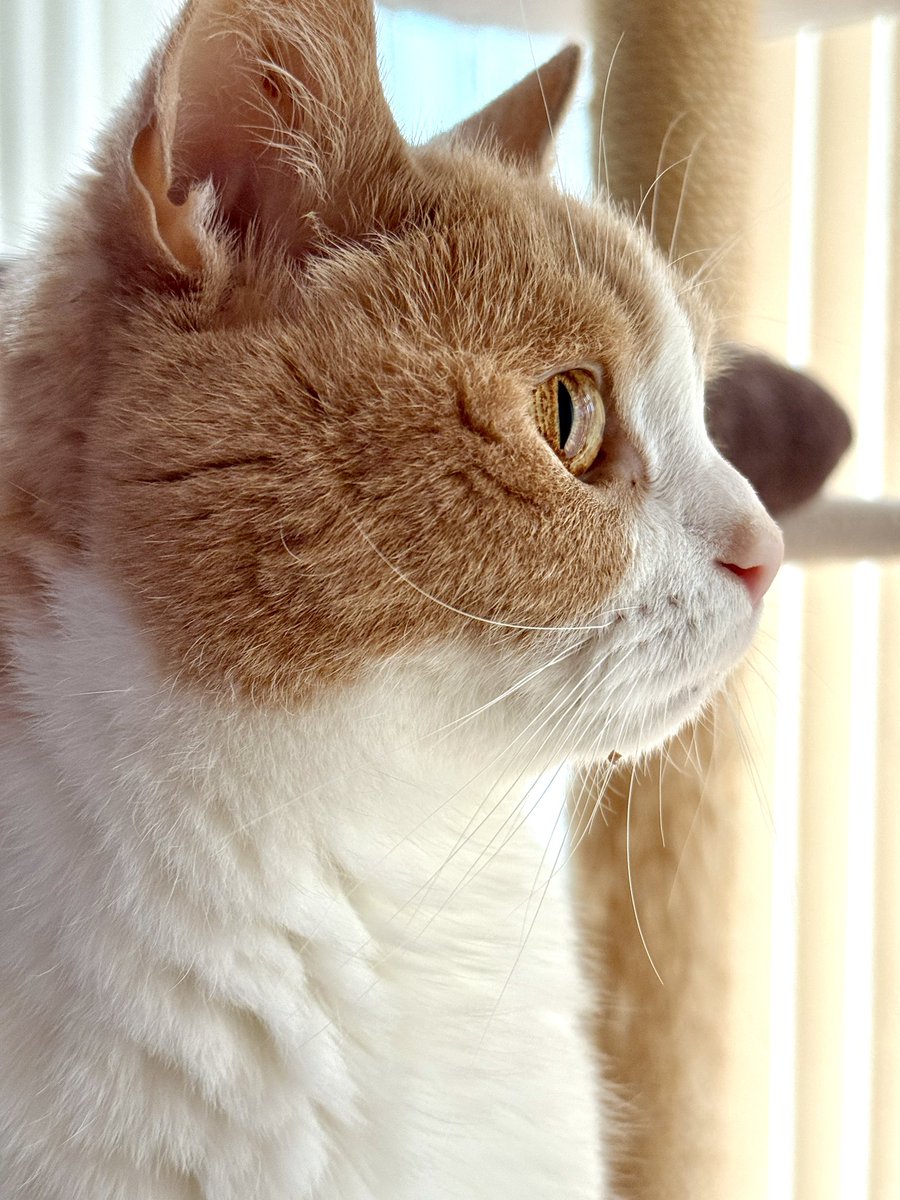 りょう tweet media