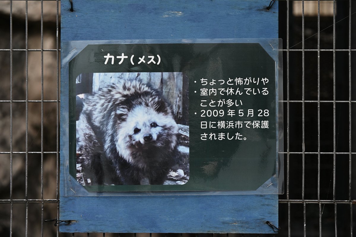 dolelycaon's tweet photo. ｢ #た｣の時点で
｢ #たぬきかわいい大会 ｣が出てくるようになるまでやるぞー

おそらく国内最高齢で亡くなったカナちゃん
会えたら一日幸せでした🥰
鳴き声もかわいい!
 #ホンドタヌキ 
 #カナ 
 #野毛山動物園 https://t.co/JLqcu7ZR80